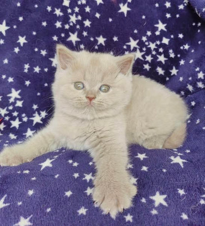 British Shorthair