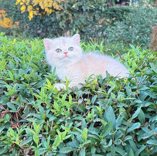 British Shorthair