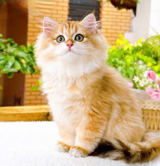 British Longhair