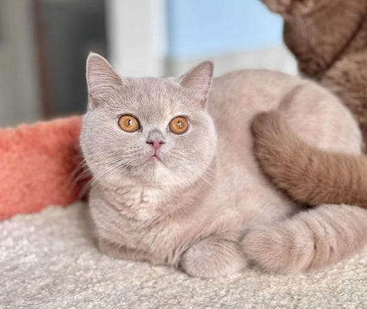 British Shorthair