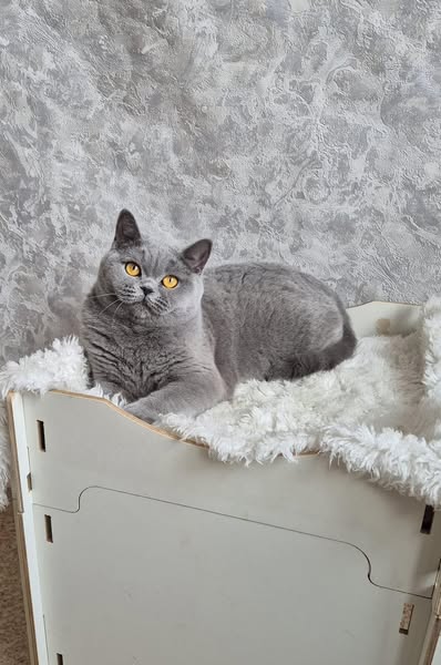 British Shorthair