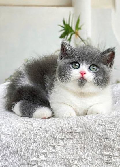 British Shorthair