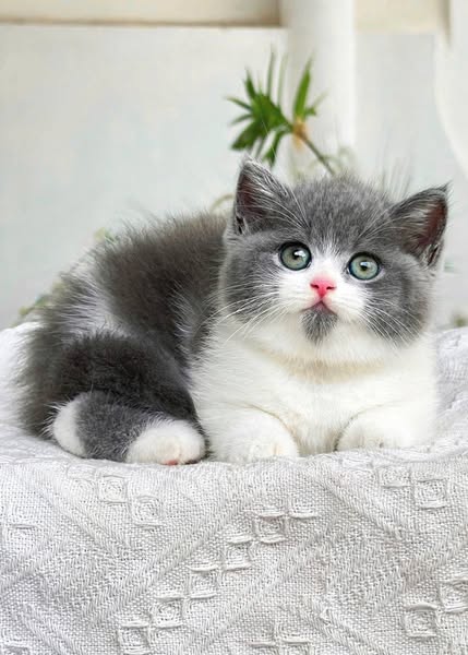 British Shorthair