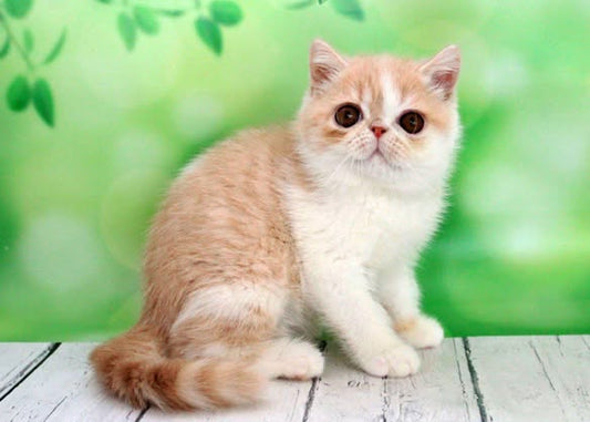 Exotic Shorthair