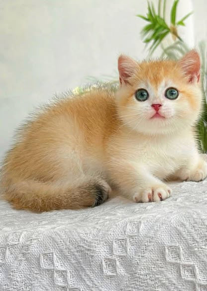 British Shorthair