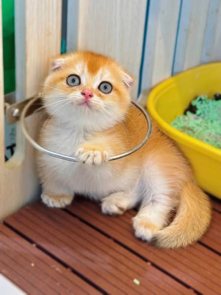 Munchkin Fold