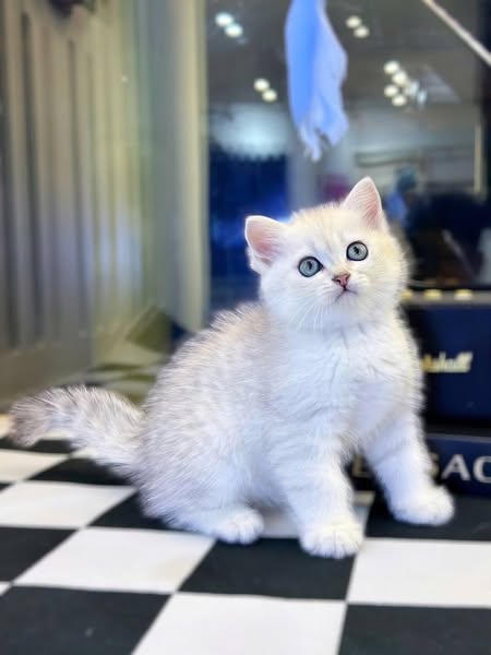 British Shorthair