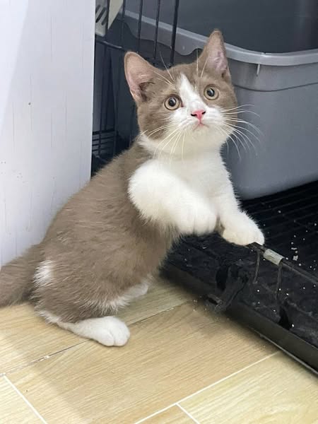 Munchkin