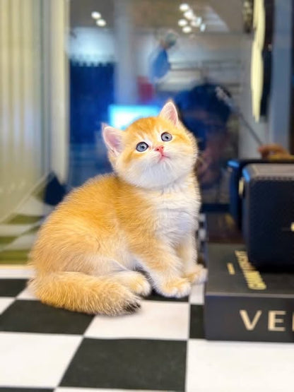 British Shorthair