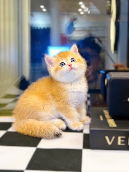 British Shorthair