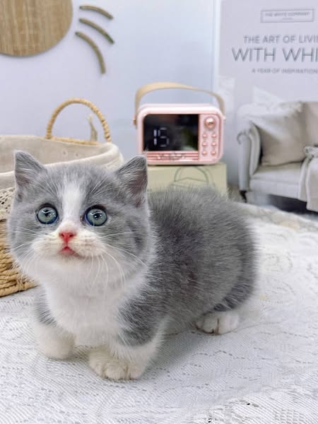 Munchkin
