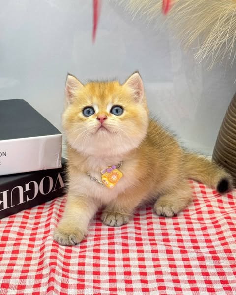 British Shorthair