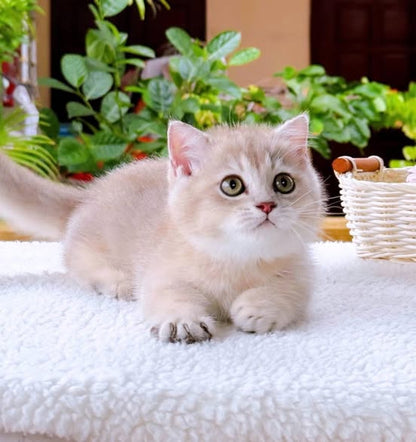 Munchkin