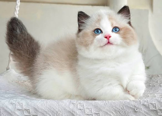 Munchkin Ragdoll