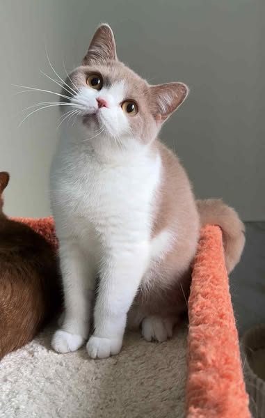British Shorthair