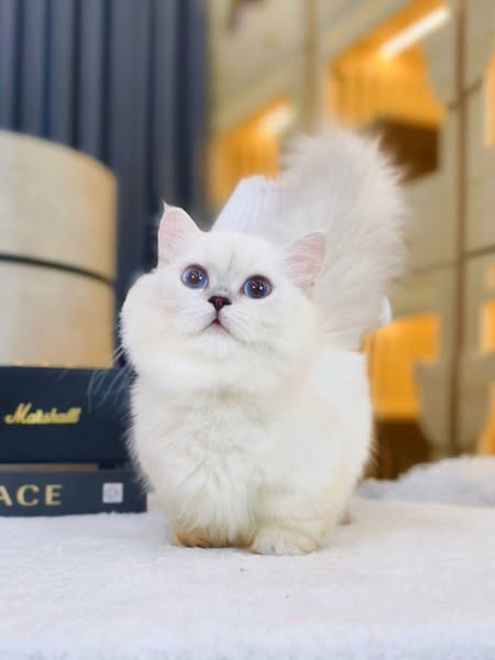 Munchkin