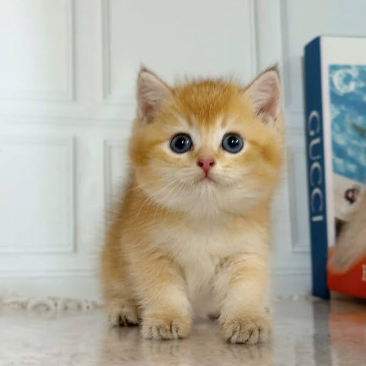 British Shorthair
