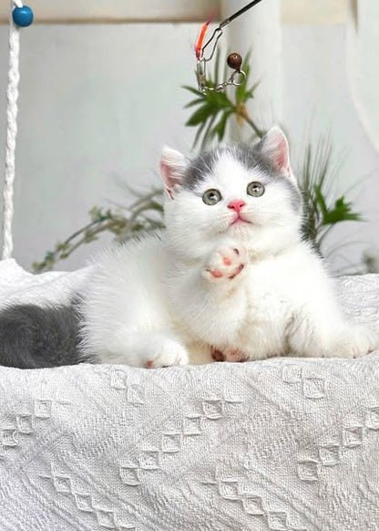Munchkin