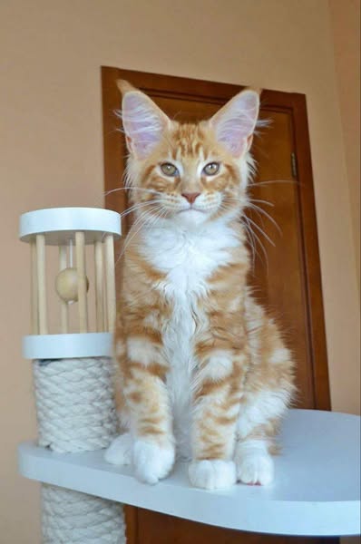 Maine Coon