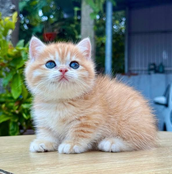 Munchkin