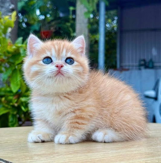 Munchkin