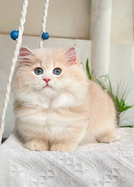 Munchkin Longhair
