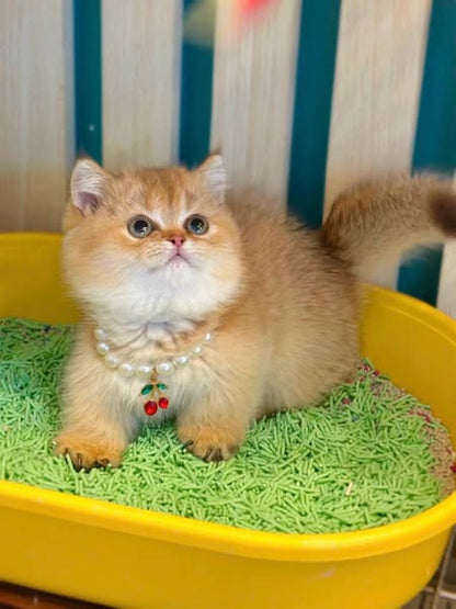 Munchkin
