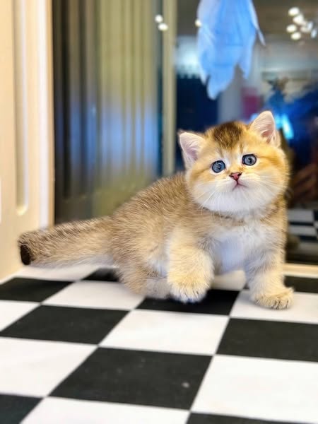 British Shorthair