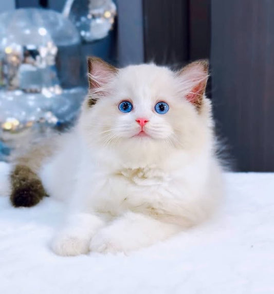 Ragdoll