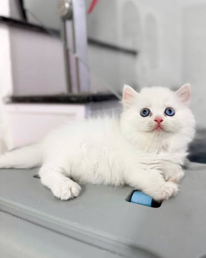 Munchkin Longhair