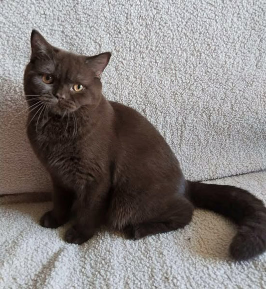 British Shorthair