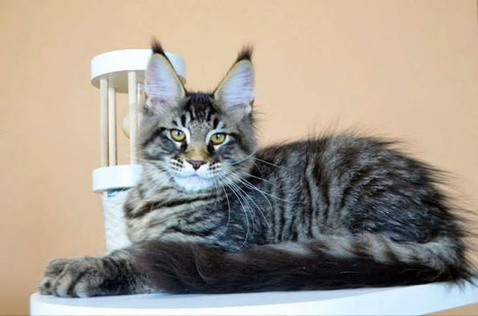 Maine Coon