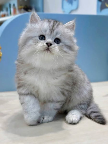 Munchkin Longhair