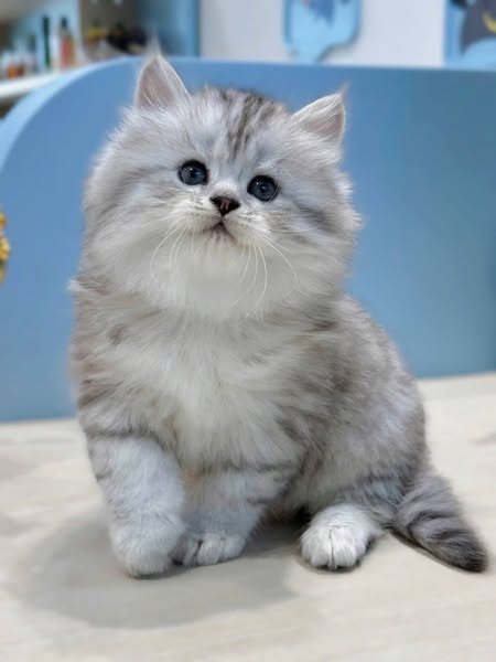 Munchkin Longhair