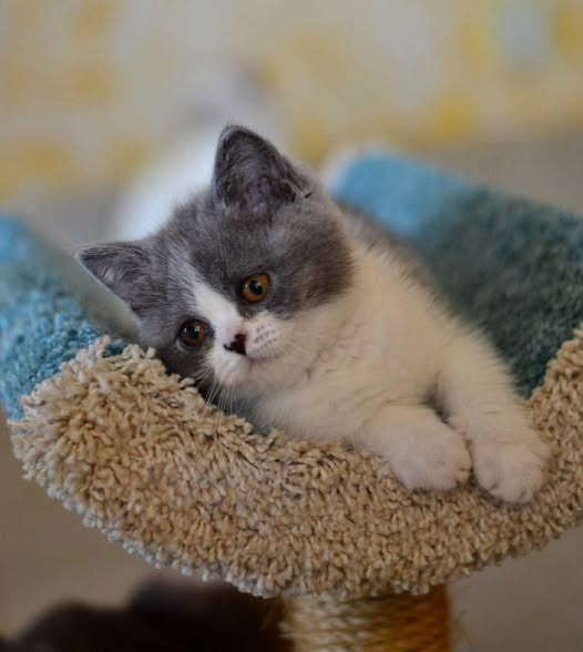 British Shorthair