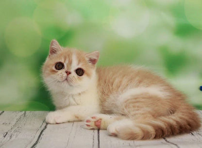 Exotic Shorthair