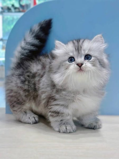 Munchkin Longhair
