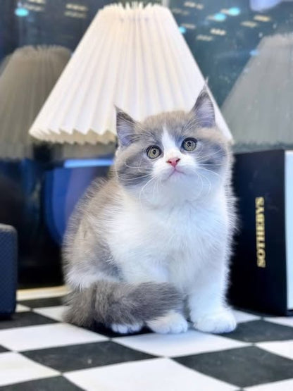 British Longhair