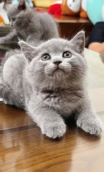 British Shorthair