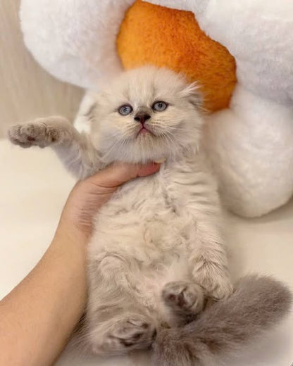 Scottish Fold Longhair
