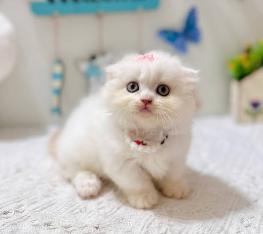 Munchkin Fold Longhair