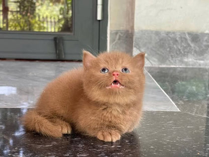 Munchkin