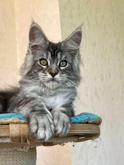 Maine Coon