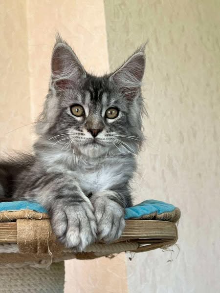 Maine Coon