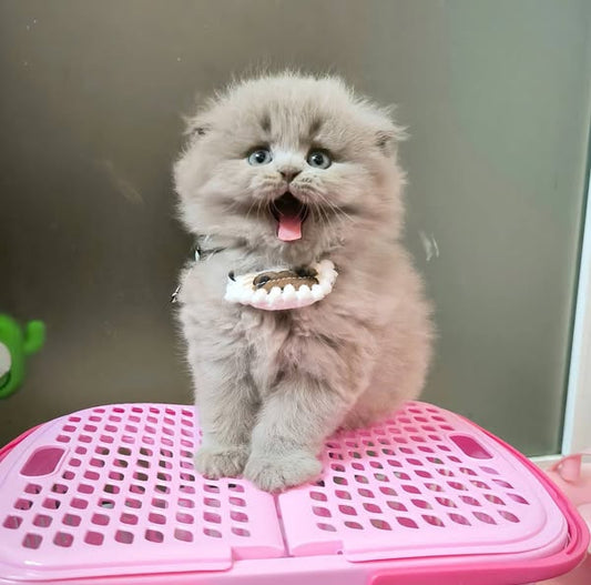Scottish Fold Longhair