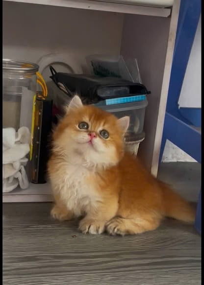 Munchkin Longhair