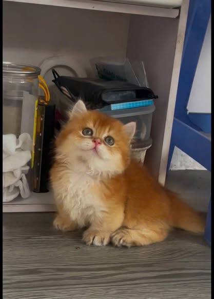 Munchkin Longhair