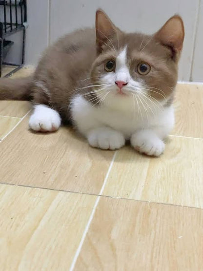 Munchkin