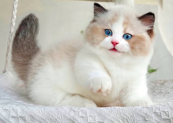Munchkin Ragdoll