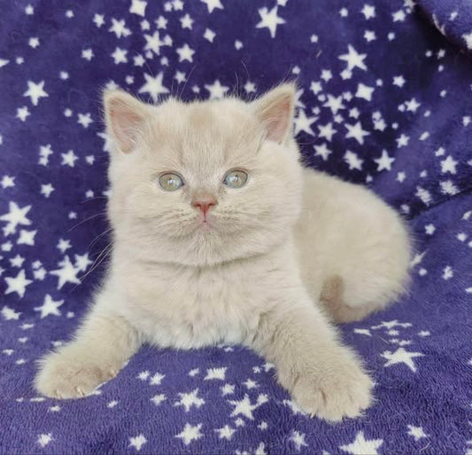 British Shorthair